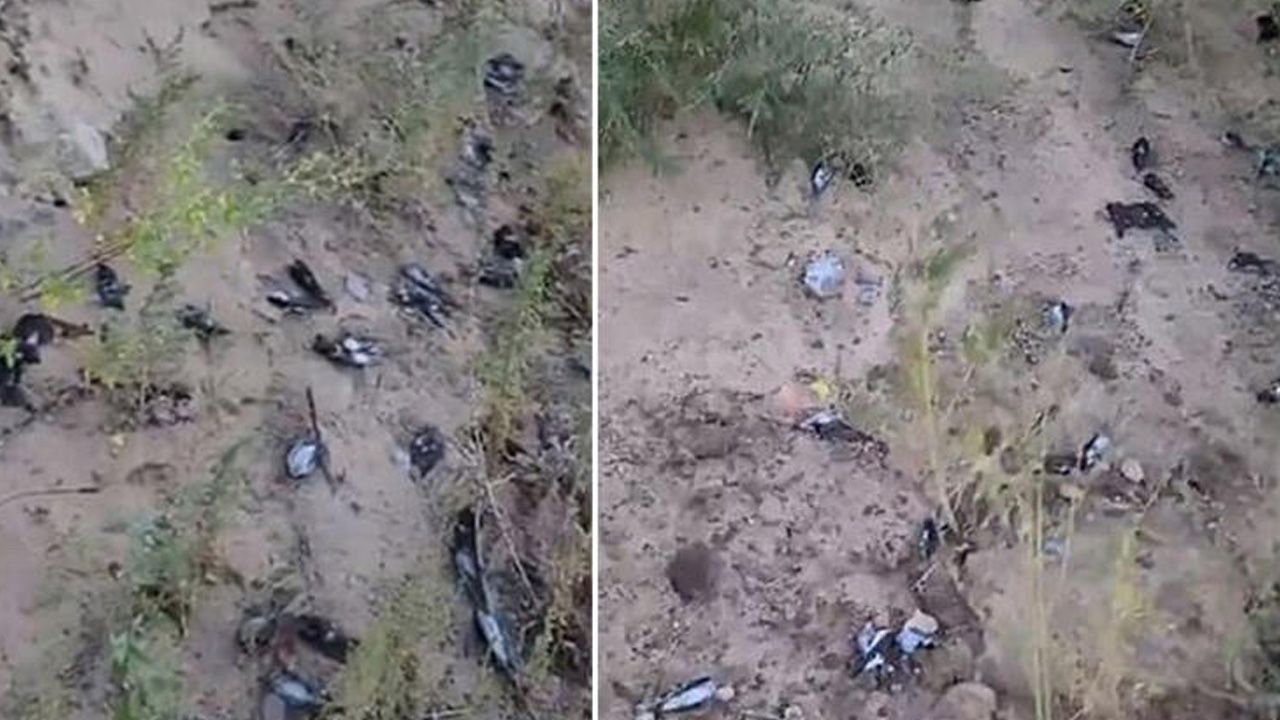 New Mexico’da yüz binlerce göçmen kuş ölü bulundu! 1