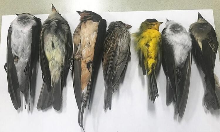 New Mexico’da yüz binlerce göçmen kuş ölü bulundu! 2