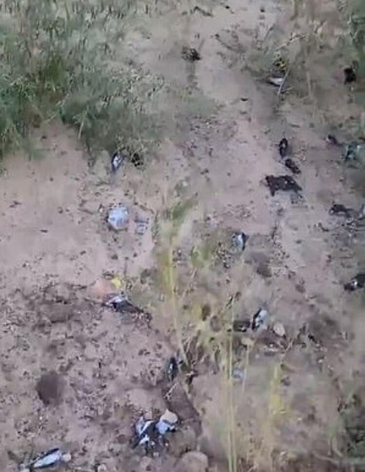New Mexico’da yüz binlerce göçmen kuş ölü bulundu! 8