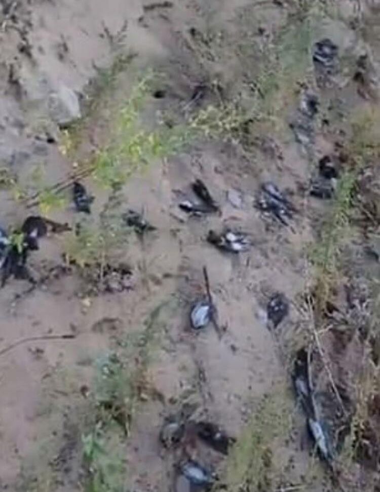 New Mexico’da yüz binlerce göçmen kuş ölü bulundu! 9