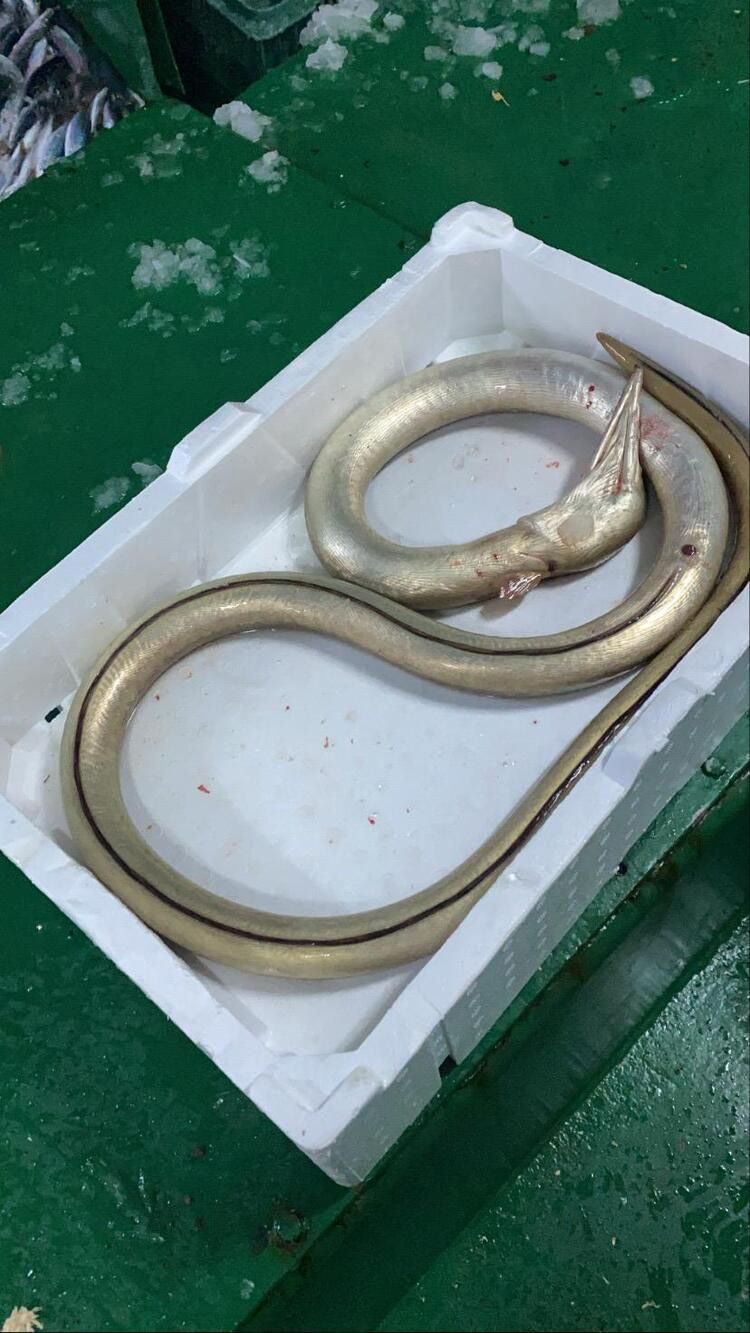 Ağlara takıldı, balıkçılar panik yaşadı! 3