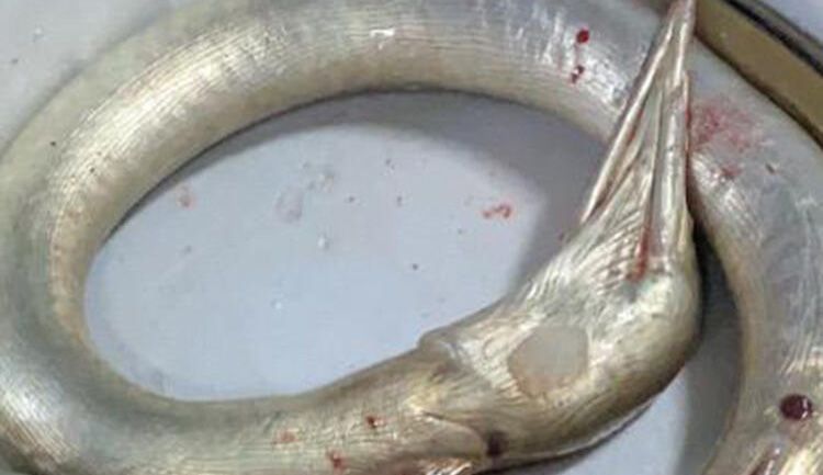 Ağlara takıldı, balıkçılar panik yaşadı! 6