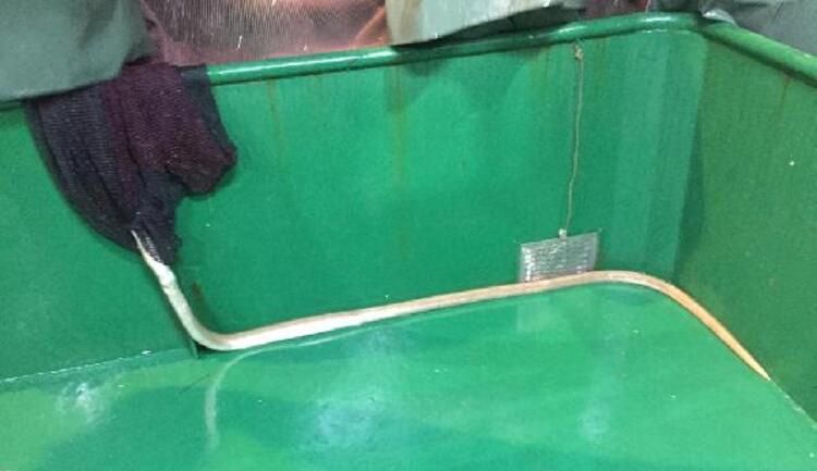 Ağlara takıldı, balıkçılar panik yaşadı! 7