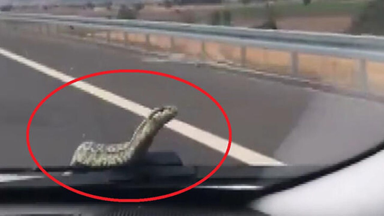 Farklı günlerde seyir halindeki otomobilin kaputundan çıkan yılan, otomobilin içinde bulunamıyor! 1