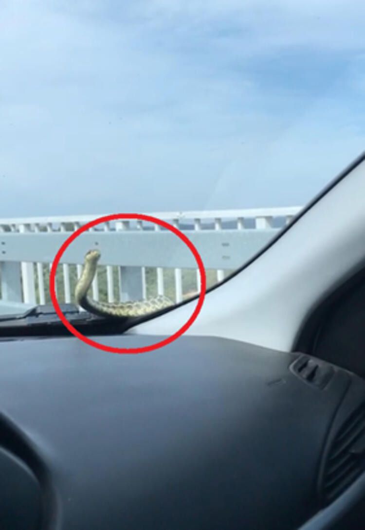 Farklı günlerde seyir halindeki otomobilin kaputundan çıkan yılan, otomobilin içinde bulunamıyor! 3