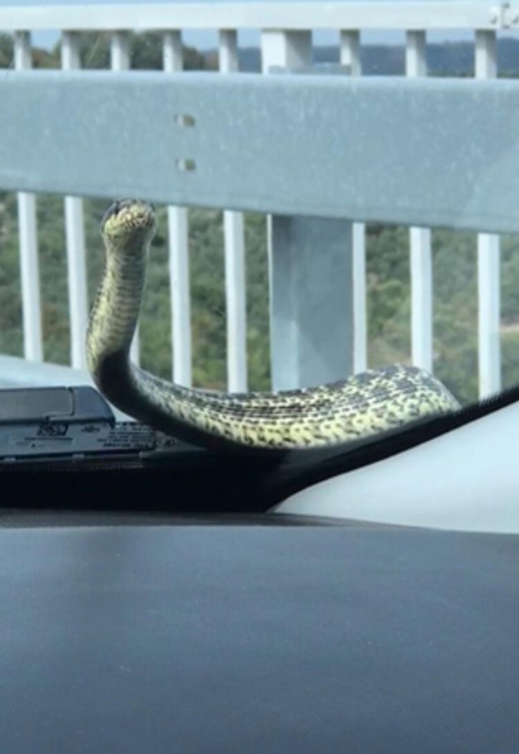 Farklı günlerde seyir halindeki otomobilin kaputundan çıkan yılan, otomobilin içinde bulunamıyor! 6