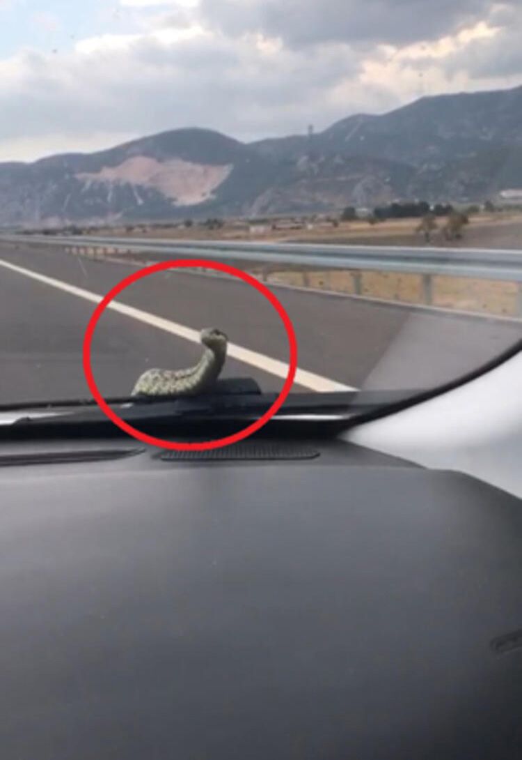 Farklı günlerde seyir halindeki otomobilin kaputundan çıkan yılan, otomobilin içinde bulunamıyor! 7
