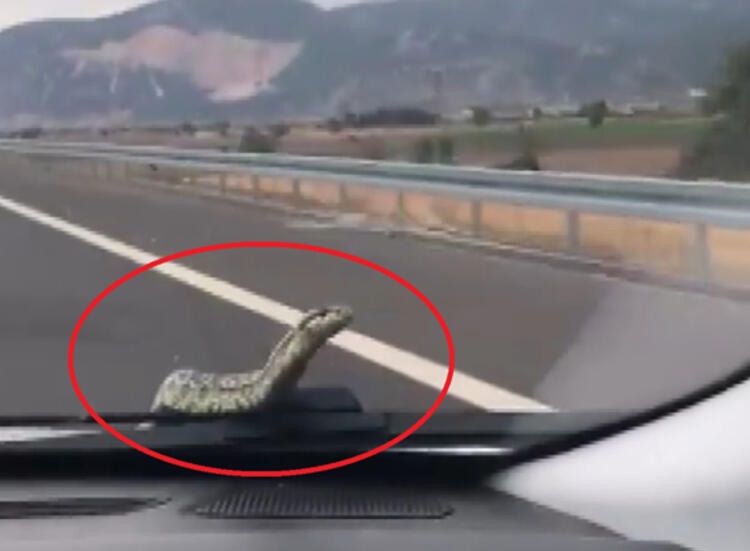 Farklı günlerde seyir halindeki otomobilin kaputundan çıkan yılan, otomobilin içinde bulunamıyor! 8