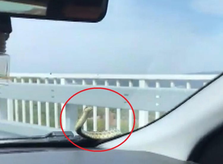 Farklı günlerde seyir halindeki otomobilin kaputundan çıkan yılan, otomobilin içinde bulunamıyor! 9