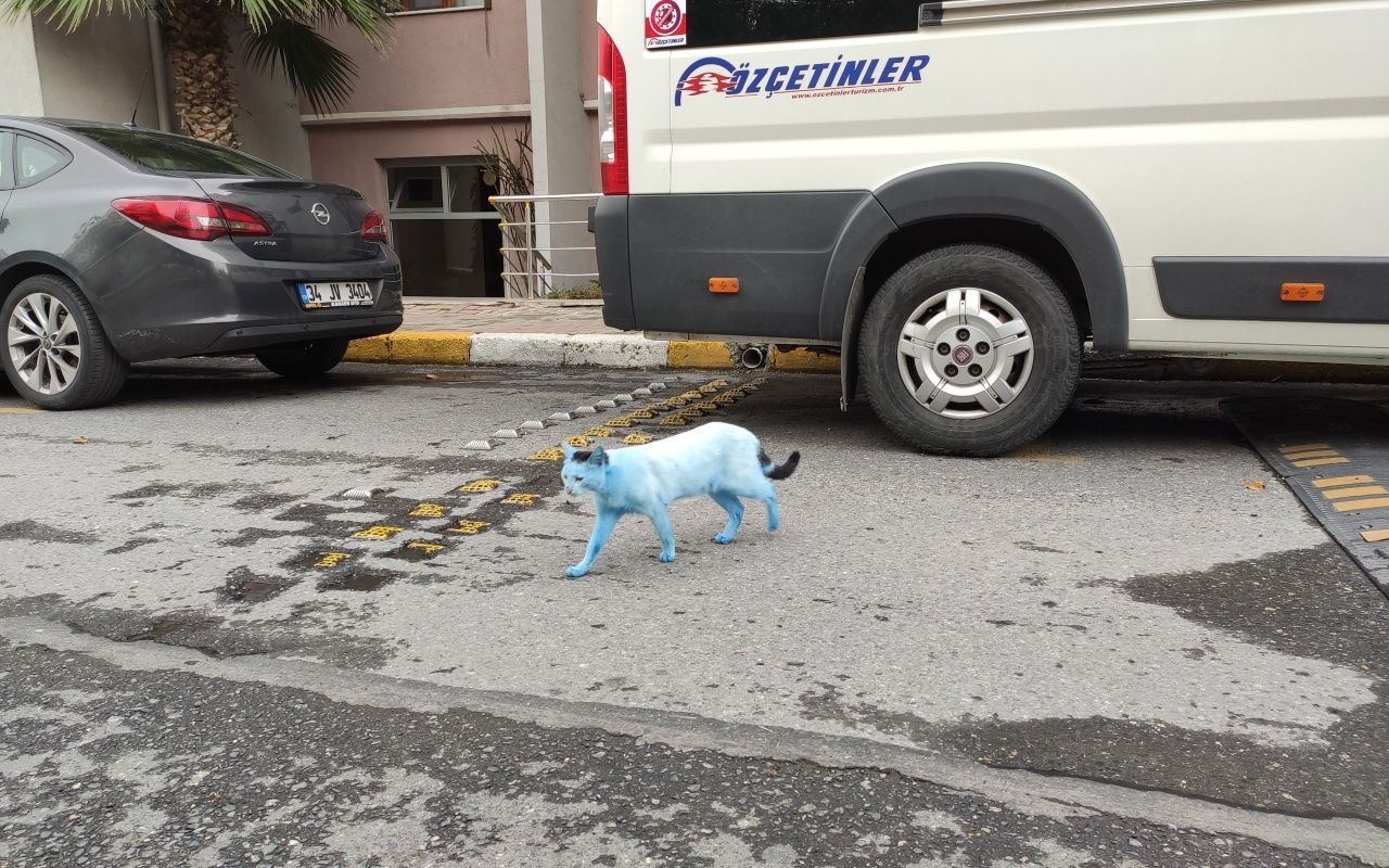 Küçükçekmece'nin mavi kedileri 3