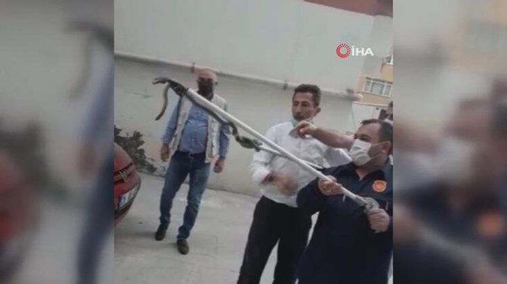 Otoparkta yılan paniği! 3