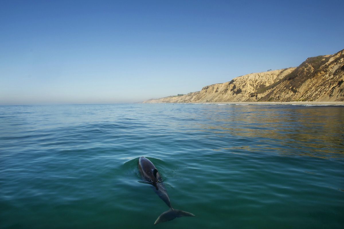 Köpek balıklarıyla yüzmek isteyen adrenalin tutkunları San Diego sahillerinde 2