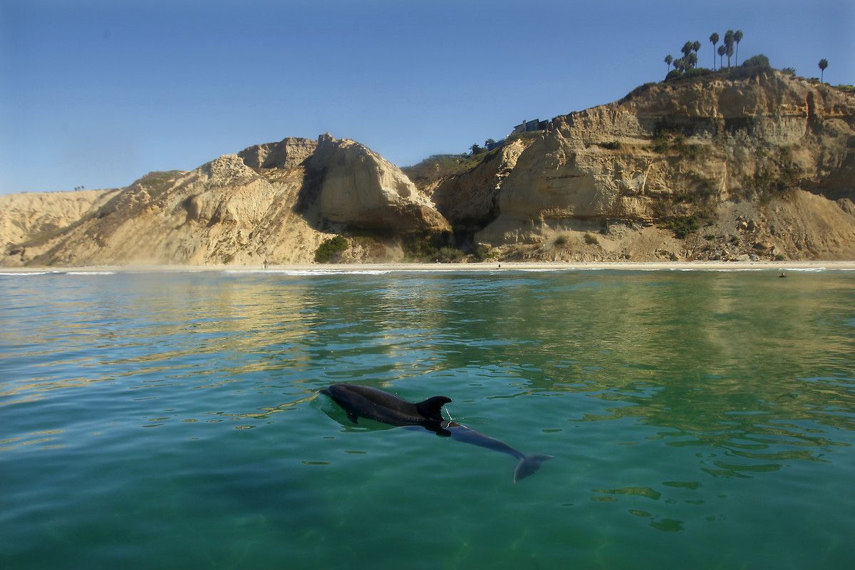Köpek balıklarıyla yüzmek isteyen adrenalin tutkunları San Diego sahillerinde 3