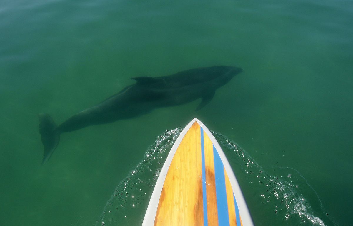 Köpek balıklarıyla yüzmek isteyen adrenalin tutkunları San Diego sahillerinde 5