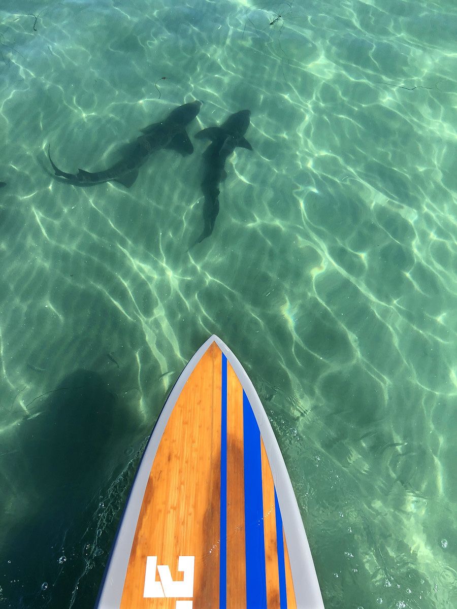 Köpek balıklarıyla yüzmek isteyen adrenalin tutkunları San Diego sahillerinde 7