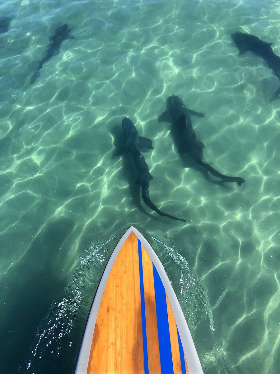 Köpek balıklarıyla yüzmek isteyen adrenalin tutkunları San Diego sahillerinde 9