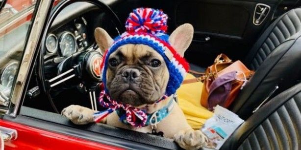 Bu köpek ABD'de belediye başkanı seçildi 10