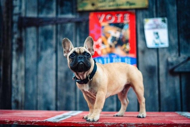 Bu köpek ABD'de belediye başkanı seçildi 12