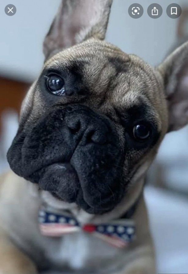 Bu köpek ABD'de belediye başkanı seçildi 3