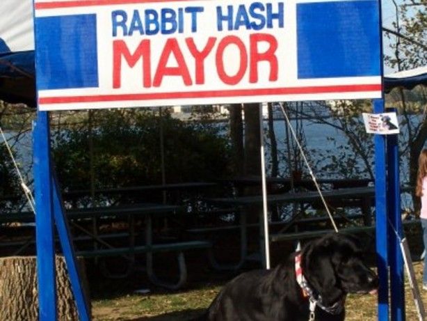 Bu köpek ABD'de belediye başkanı seçildi 7