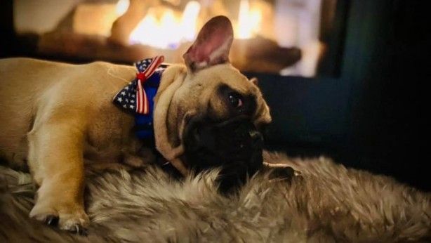 Bu köpek ABD'de belediye başkanı seçildi 9