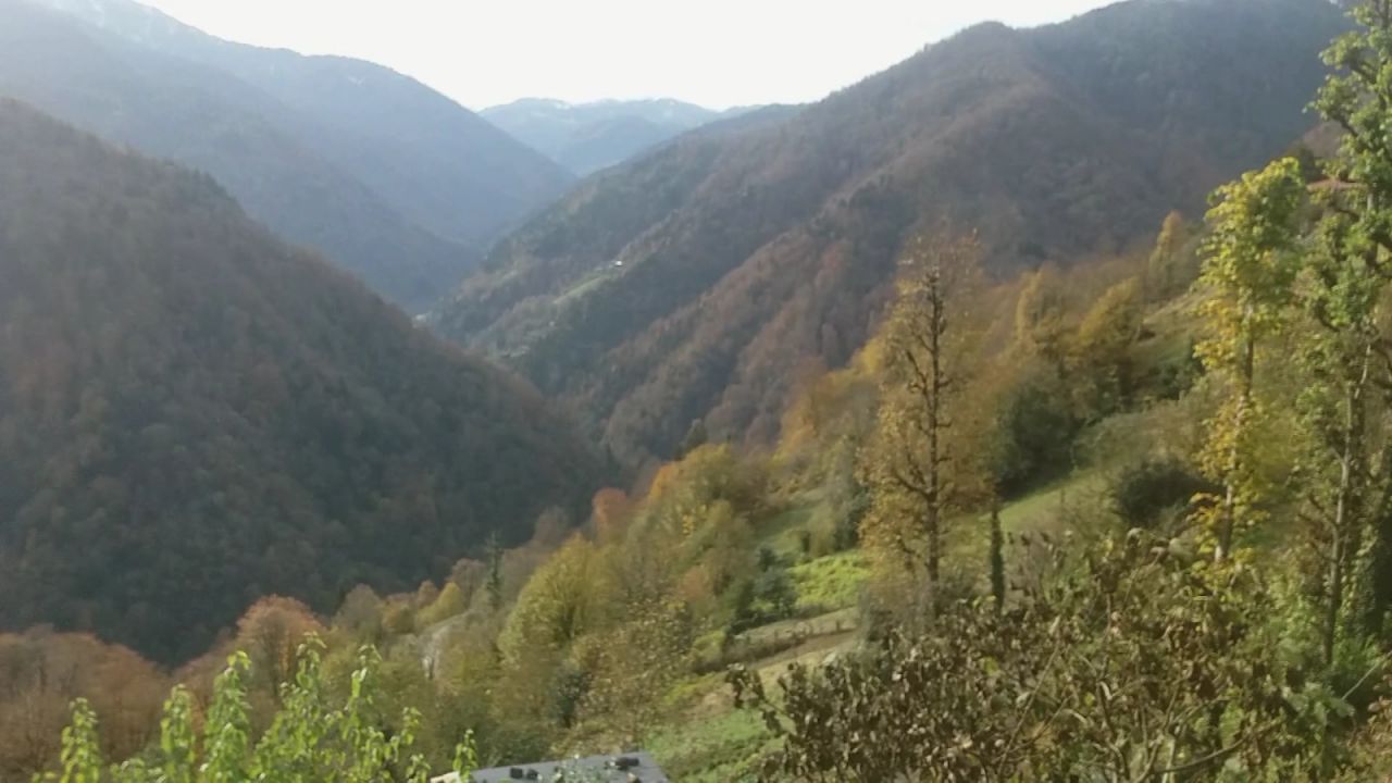 Rize'de 'uğur böceği' istilası 2