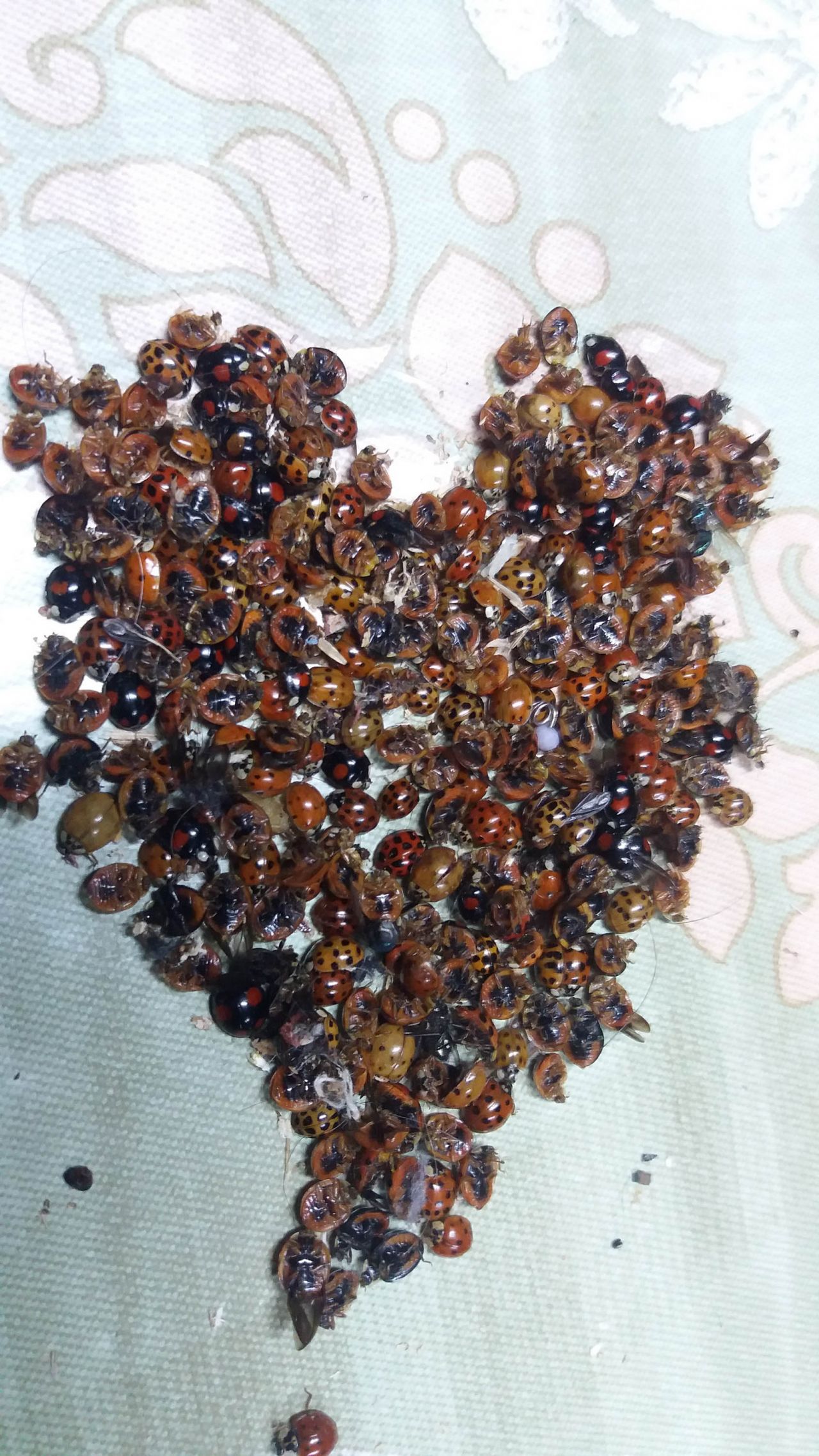 Rize'de 'uğur böceği' istilası 5