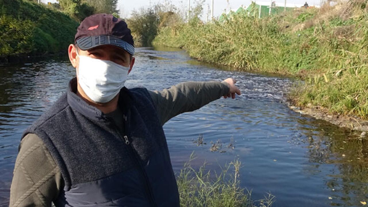 Bursa'da derelere zehir salınıyor! 1