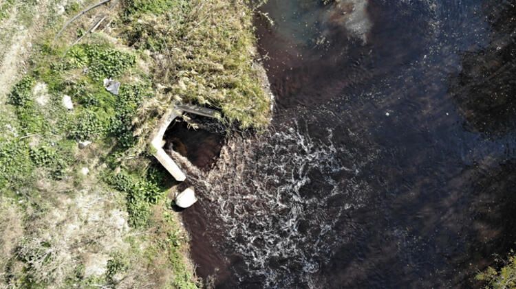 Bursa'da derelere zehir salınıyor! 2
