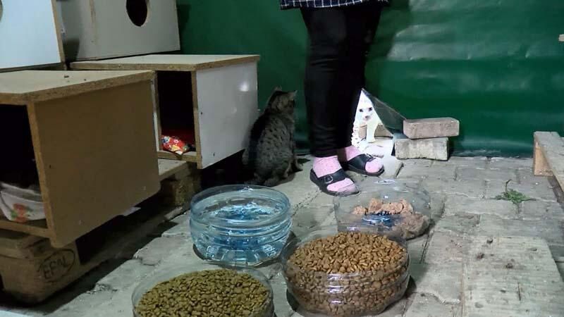 Evinde 30... Bahçe ve yollarda 170 kediye bakıyor! 9