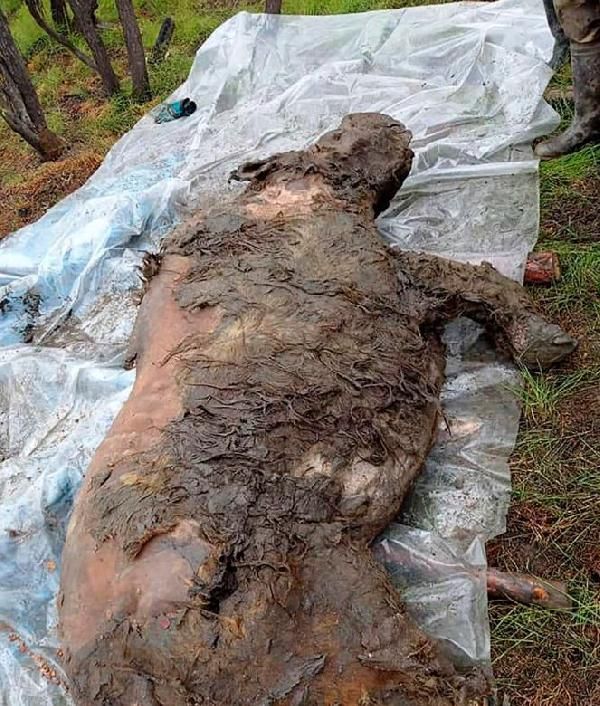 Rusya'da 40 bin yıldır buzulda korunan gergedan bulundu 3