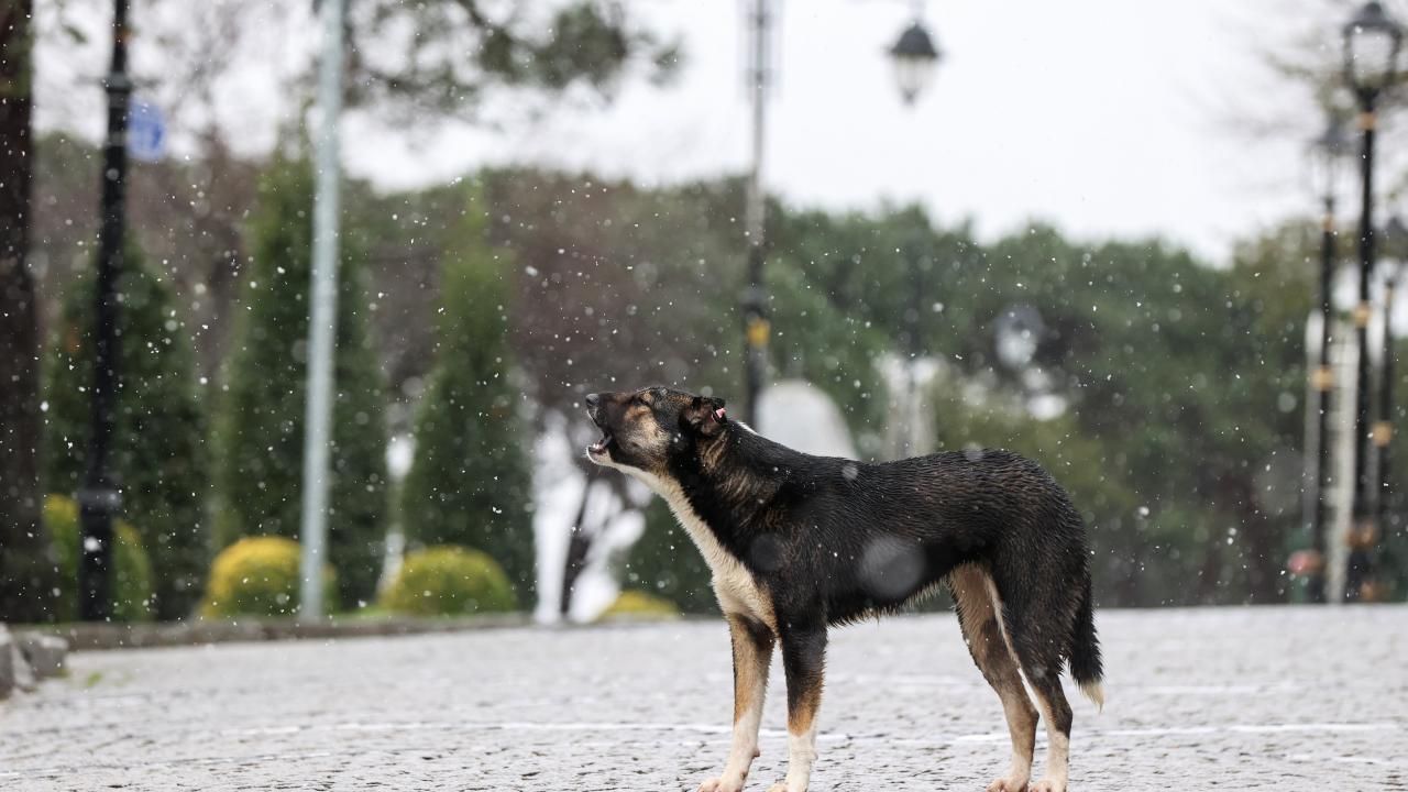 İstanbul ve Ankara'ya kar geri geliyor! 23
