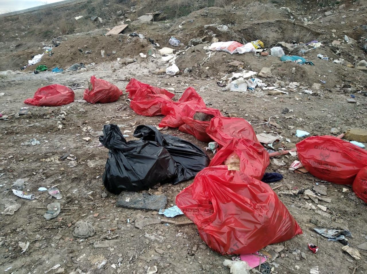 Molozların arasında 20 ölü köpek bulundu 1
