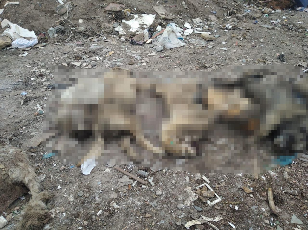 Molozların arasında 20 ölü köpek bulundu 5