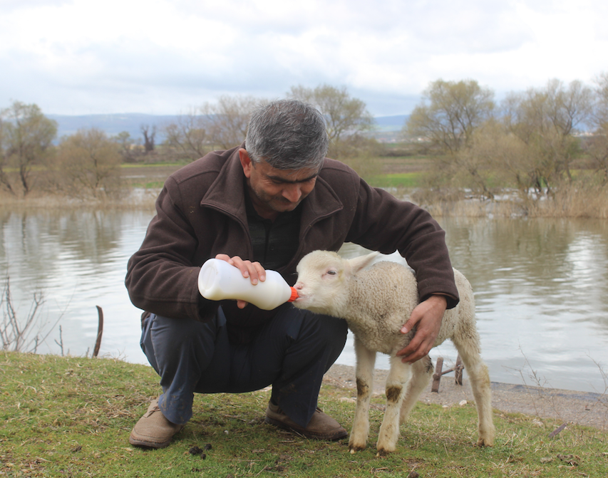 Annesi ölen kuzu, imamın peşini bırakmıyor 2