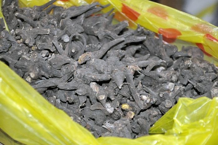 Sağlık Bakanı kameralar önünde zehirli bitkiyi kaynatıp içti! 8