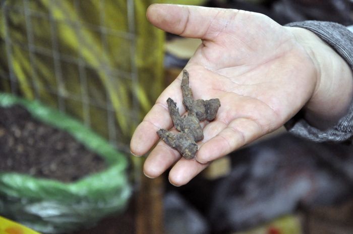 Sağlık Bakanı kameralar önünde zehirli bitkiyi kaynatıp içti! 7