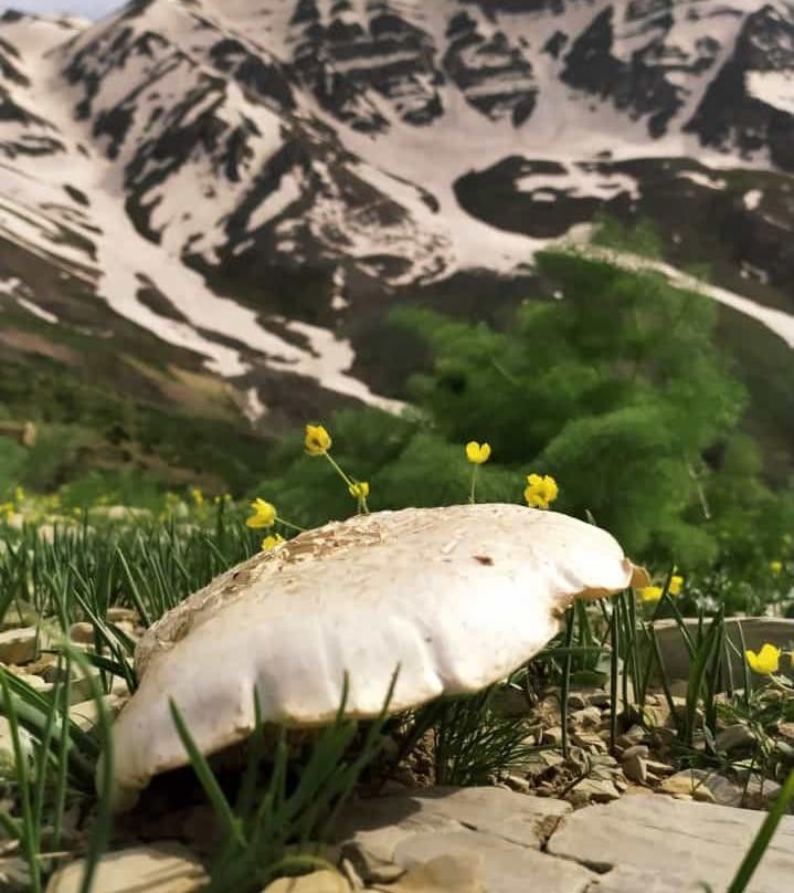 Bu mantar için müşteriler sıraya giriyor! 7