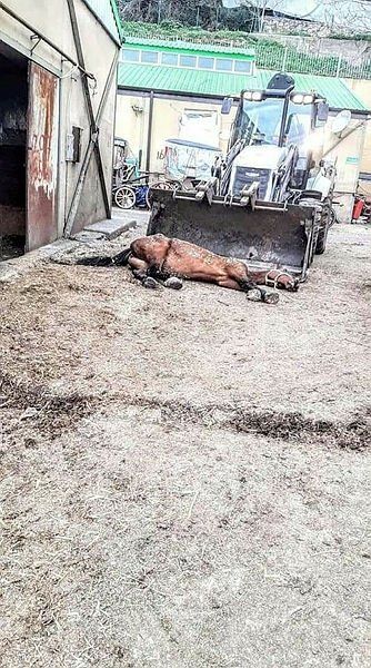 İBB'deki 978 kayıp at skandalında kan donduran belge! Kayıt dışı ilaç kullanılmış... 6