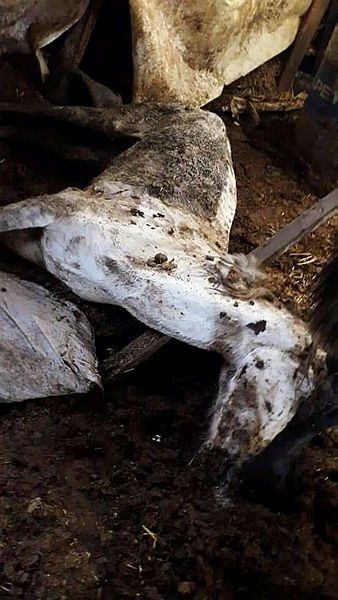 İBB'deki 978 kayıp at skandalında kan donduran belge! Kayıt dışı ilaç kullanılmış... 2