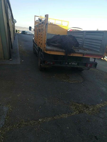 İBB'deki 978 kayıp at skandalında kan donduran belge! Kayıt dışı ilaç kullanılmış... 9