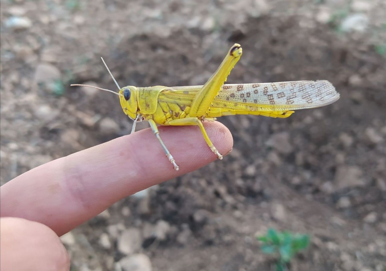 Vatandaşlar panikte! Çekirge istilası ekipleri harekete geçirdi 9