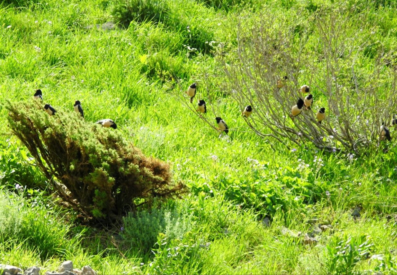 Vatandaşlar panikte! Çekirge istilası ekipleri harekete geçirdi 12