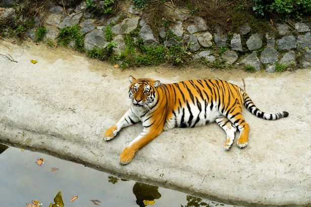 Kafes kapıları açık bırakılan kaplan, görevliyi parçalayarak öldürdü! 9