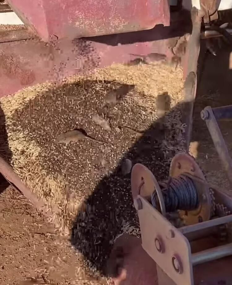 Yamyam fareler ülkeyi sardı! Ölümcül hastalık yayıyorlar... 3
