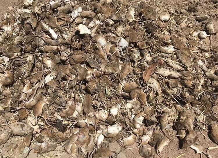 Yamyam fareler ülkeyi sardı! Ölümcül hastalık yayıyorlar... 5