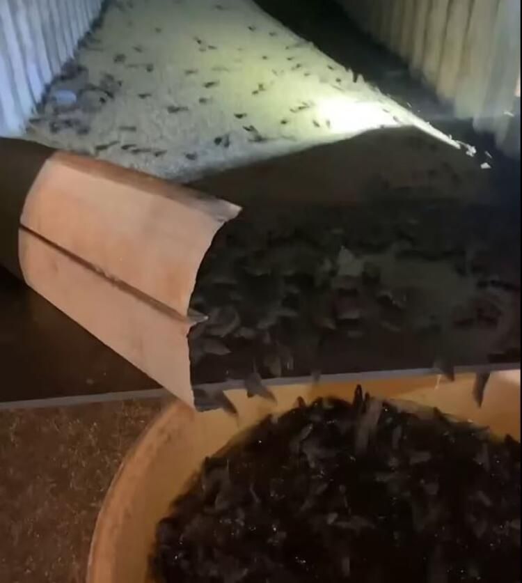 Yamyam fareler ülkeyi sardı! Ölümcül hastalık yayıyorlar... 15
