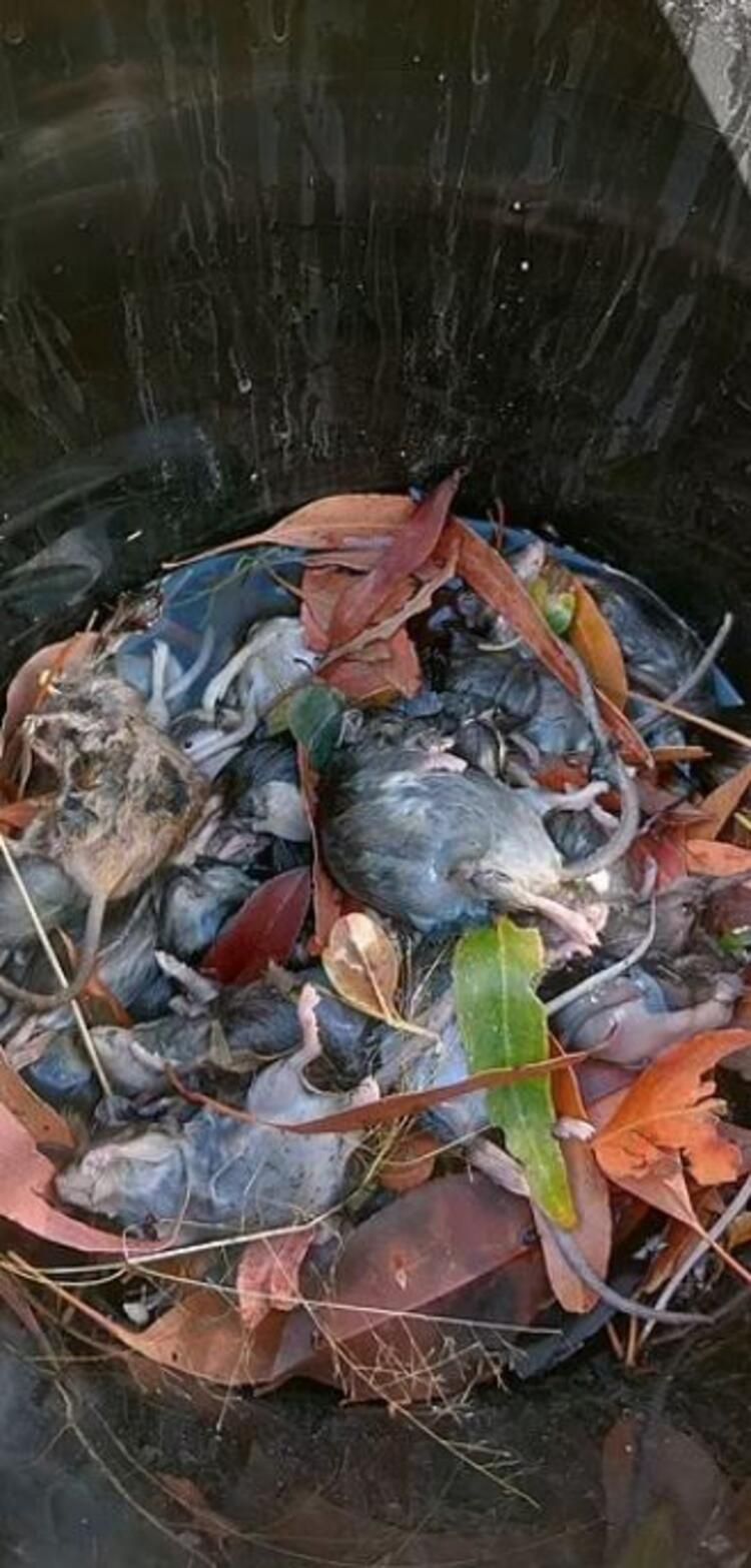 Yamyam fareler ülkeyi sardı! Ölümcül hastalık yayıyorlar... 17