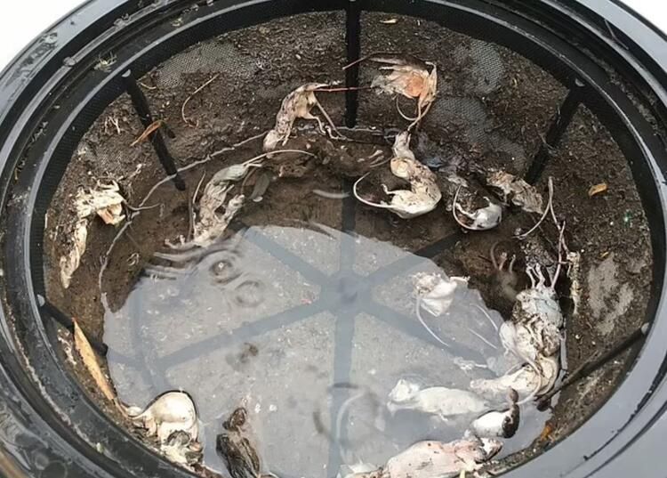 Yamyam fareler ülkeyi sardı! Ölümcül hastalık yayıyorlar... 14