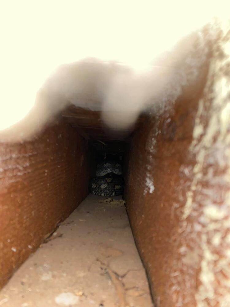 Sızdıran tavandan yılanlar döküldü! İşte dehşete düşüren o anlar... 10